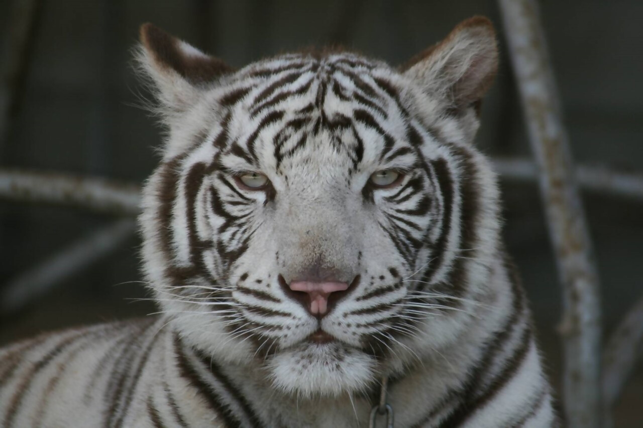 しろとり動物園のホワイトタイガーの画像