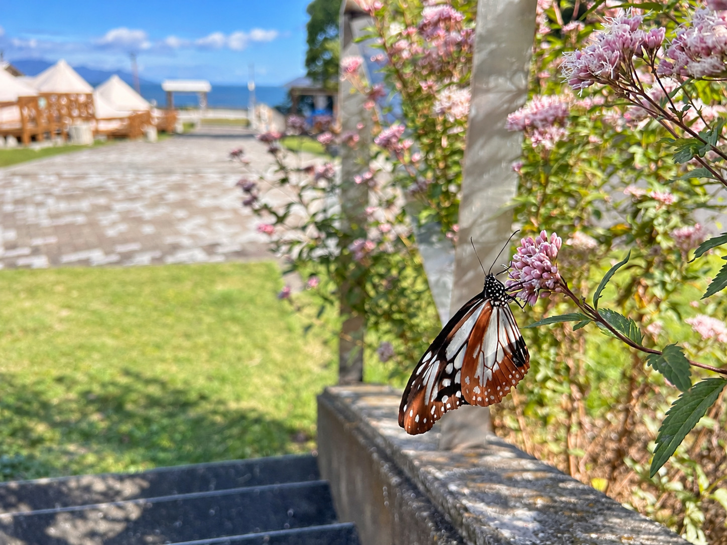「旅する蝶」アサギマダラが当館にやってきました！